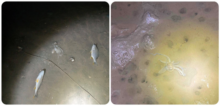 Hàng loạt loài thủy sản chết trắng bụng tại những bãi triều nuôi hến hoa.