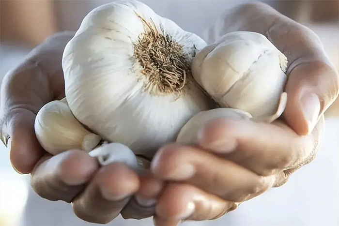 Sử dụng tỏi sống quá liều lượng dễ gây hại sức khỏe. (Ảnh: Sohu)