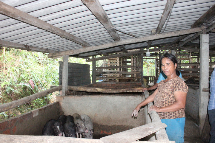 A Viết Thị Bích bên đàn heo giống.