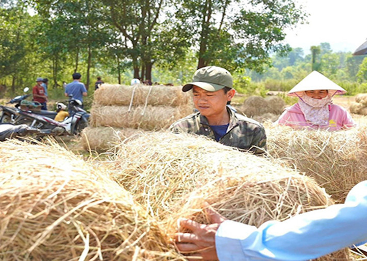 Chính quyền hỗ trợ, hướng dẫn người dân cuộn rơm sau mùa vụ để làm thức ăn cho bò.