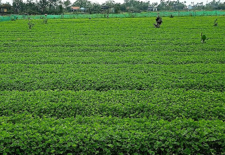 Cánh đồng sản xuất rau má theo mô hình Vietgap ở Quảng Điền (TP Huế) giúp nhiều nông dân không chỉ thoát nghèo mà còn trở nên khấm khá.