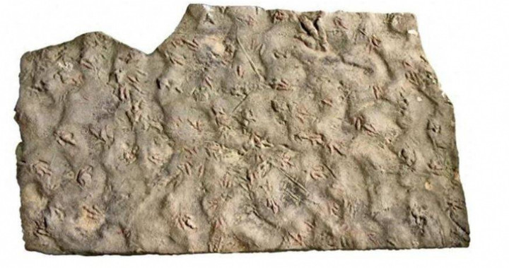 Các chuyên gia đã hoàn thành một nghiên cứu có hệ thống về một lô hóa thạch dấu chân khủng long quý hiếm ở làng Wuli, thị trấn Yongnian, huyện Fushun, lưu vực Tứ Xuyên. (Ảnh: Sohu)