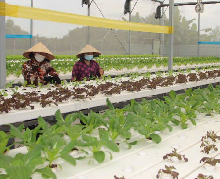 Muchas cooperativas y empresas de Tay Ninh siempre son audaces a la hora de invertir en nuevas tecnologías, como sistemas de invernaderos, invernaderos de red, riego automático y gestión agrícola inteligente.