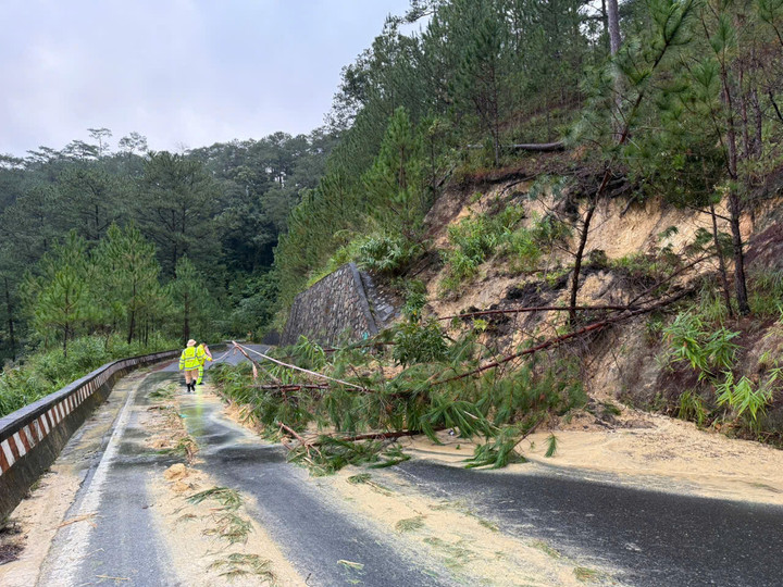 Cây cối ngã đổ trên đèo Sacom.