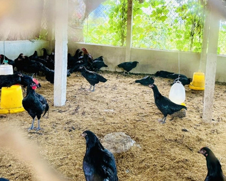 Nhờ được các già làng chỉ dẫn, nhiều hộ nghèo ở A Lưới triển khai mô hình chăn nuôi trang trại và đạt hiệu quả kinh tế cao.