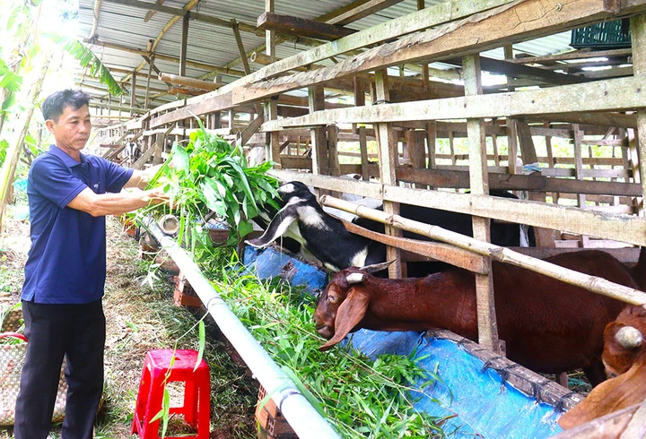 Đẩy mạnh ứng dụng KHCN vào sản xuất được xem là chìa khóa giúp nông dân Vĩnh Long mở toang cánh cửa thoát nghèo bền vững.