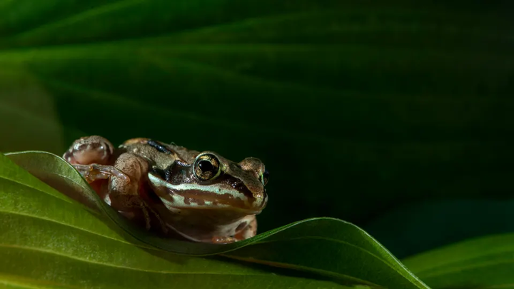 Suốt mùa đông cơ thể ếch gỗ đóng băng tưởng như đã chết, nhưng mùa xuân đến nó lại hồi sinh. (Nguồn: Getty Images)