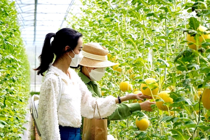 Vĩnh Long xác định phát triển HTX kiểu mới gắn với công nghệ cao, công nghệ 4.0.