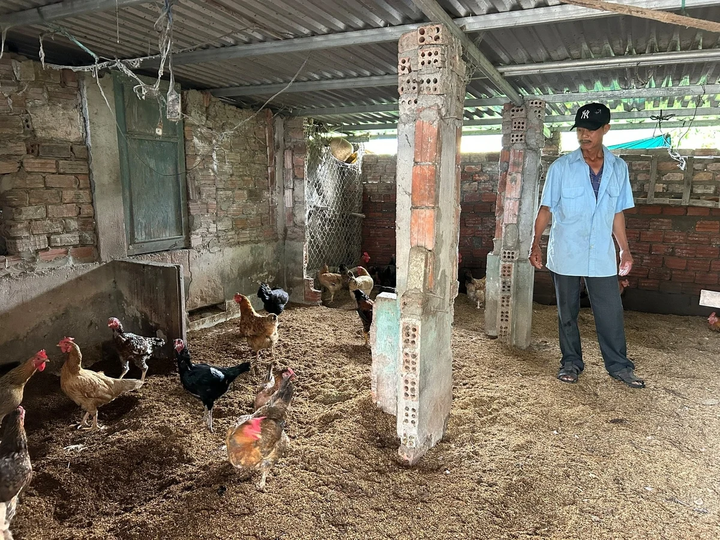 Những năm gần đây, chăn nuôi an toàn sinh học được nhiều hộ gia đình tại Đà Nẵng lựa chọn.