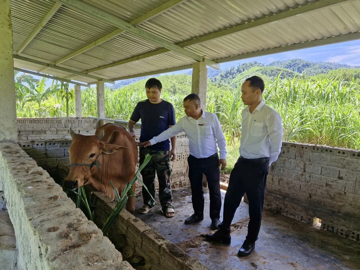 Chương trình đã hỗ trợ hàng trăm hộ dân phát triển chăn nuôi