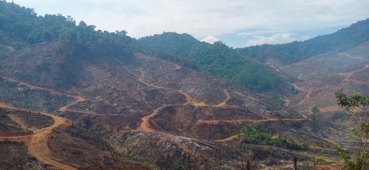 Cận cảnh gần 98ha rừng tại Gia Lai bị xâm hại.