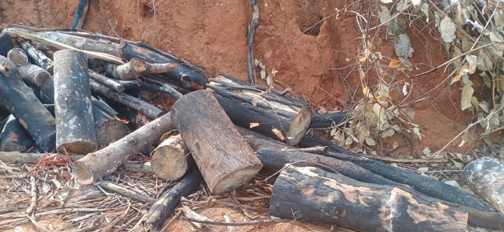 Gỗ rừng còn lại tại hiện trường bị cưa hạ, cắt khúc ngổn ngang.