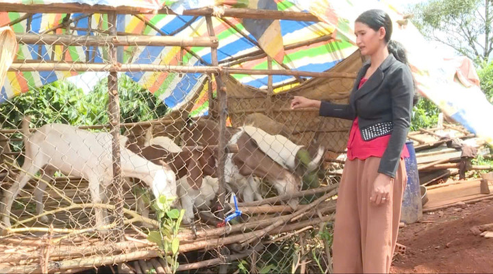 Chị H’Duyên mở rộng chuồng trại, chăn nuôi thêm dê để tăng thu nhập. (Ảnh: Phạm Hoài)