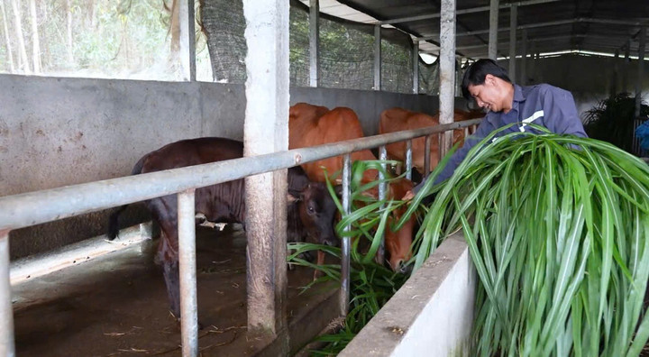 Nhiều địa phương khác trên địa bàn Quảng Ngãi cũng xem “Giảm nghèo thông tin” là chìa khóa để thúc đẩy phát triển kinh tế.