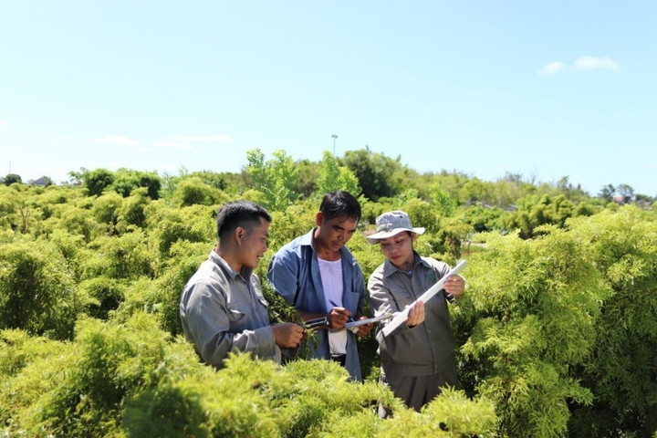 เจ้าหน้าที่เทคนิคของบริษัท Traphaco ให้คำแนะนำในการเพาะปลูกแก่ประชาชนในพื้นที่เพาะปลูกมาตรฐาน GACP-WHO ของ Polyscias fruticosa (ภาพ: กระทรวงวิทยาศาสตร์และเทคโนโลยี)