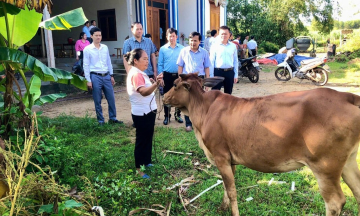 Đoàn giám sát HĐND tỉnh Nghệ An khảo sát dự án cấp bò cái Lai sind thuộc Chương trình mục tiêu quốc gia giảm nghèo bền vững tại xã Quỳ Hợp.