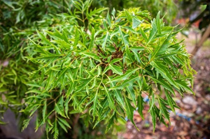 Polyscias fruticosa มีชื่อเสียงในด้านความสามารถในการปรับปรุงสุขภาพและช่วยในการฟื้นฟูร่างกาย