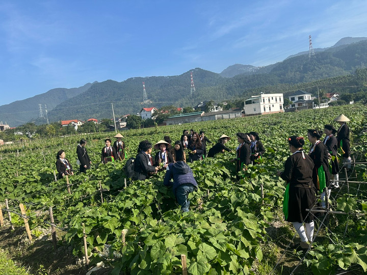 Đưa du khách ra trải nghiệm tại các ruộng rau su su cũng là cách để quảng bá về một loại rau đặc sản tại Làng Hà.