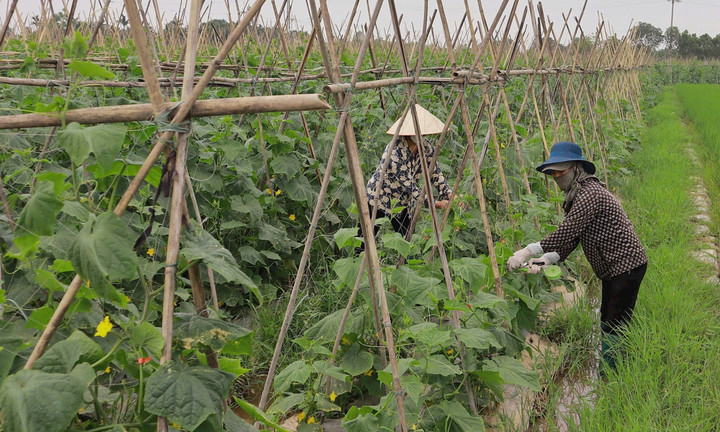 Giai đoạn 2021-2025, Hà Nội triển khai đồng bộ các chương trình, dự án giảm nghèo bền vững, thực hiện an sinh xã hội trên diện rộng, tạo chuyển biến mạnh mẽ từ nhận thức đến hành động.