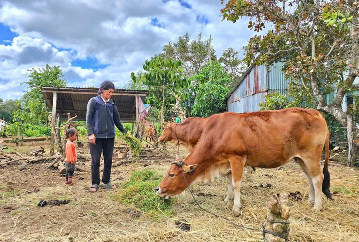Nhờ hỗ trợ sinh kế, bò sinh sản, người dân vươn lên thoát nghèo.