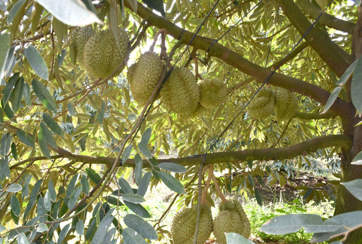 Những năm gần đây, Tây Ninh đã đẩy mạnh phát triển nông nghiệp công nghệ cao