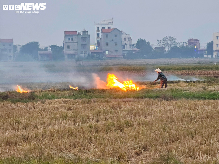 Pirinç saplarını yakmak, birçok çiftçi için iyice yerleşmiş bir alışkanlık haline geldi.