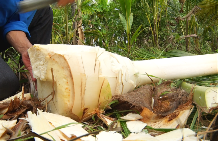 Củ hủ dừa là phần lõi non nhất của ngọn cây dừa. (Ảnh: H.T)
