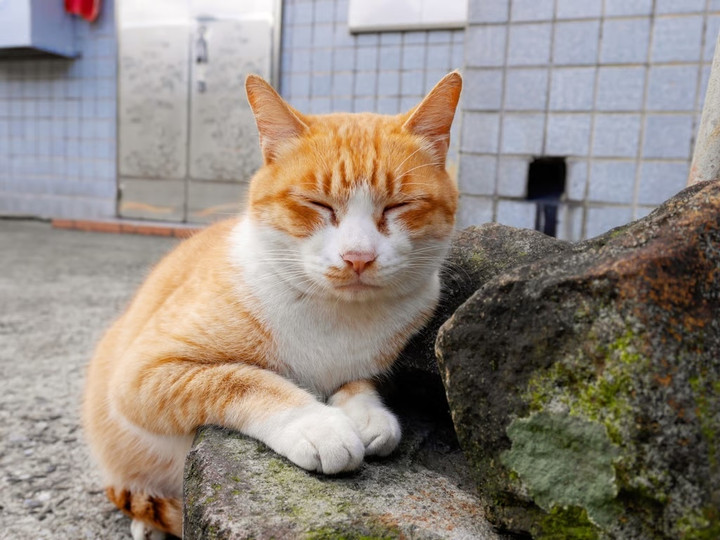 Căn nhà nhỏ của Xuanxuan đã trở thành nơi trú ẩn cho hơn 120 con mèo hoang.