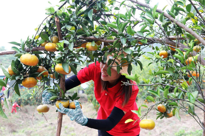 Den inhemska apelsinsorten i Van Don har hjälpt många familjer att tjäna miljarder dong och ta sig ur fattigdom på ett hållbart sätt.