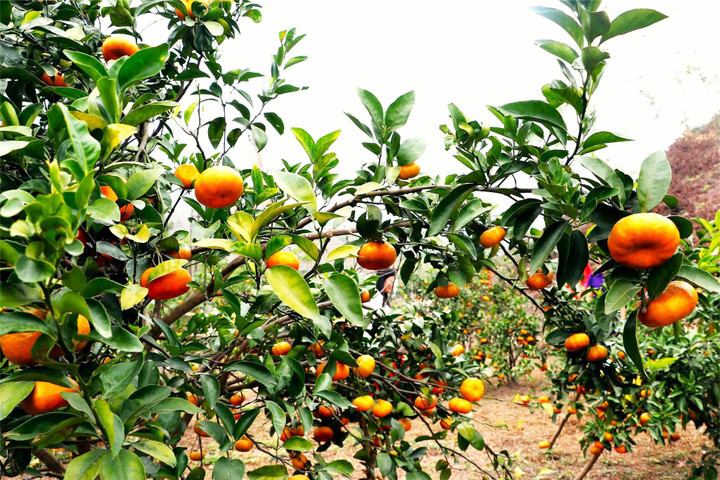 Van Don-apelsiner har blivit en av de främsta jordbruksprodukterna i Quang Ninh-provinsen, kända för sin söta smak och attraktiva utseende.