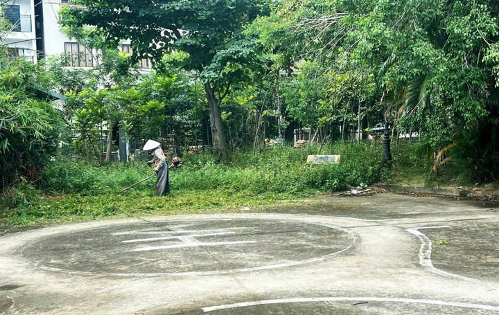 Cỏ dại phát quang giúp tạo thông thoáng không gian công viên.