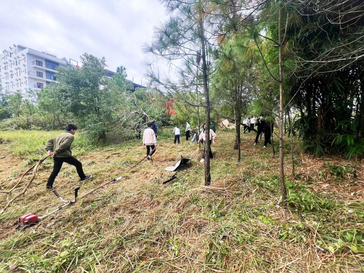 Cỏ dại phát quang giúp tạo thông thoáng không gian công viên.