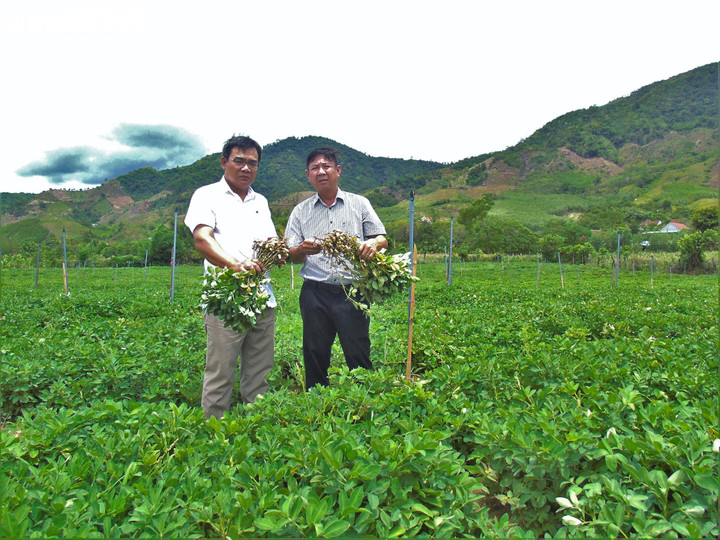 Hiệu quả kinh tế của cây đậu phộng trong mô hình đã tăng tới 67% so với đậu phộng ngoài mô hình.