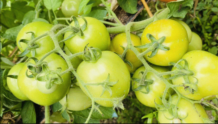 Không nên sử dụng cà chua xanh.