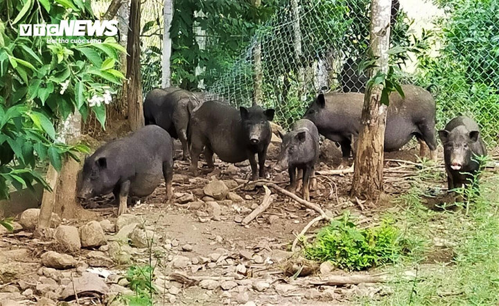 Có 3 ưu điểm khi nuôi loại heo đen: giá trị cao, chi phí nuôi thấp và sức đề kháng "khủng"