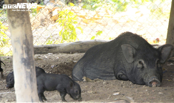 Giống heo đen bản địa là lựa chọn duy nhất và tối ưu của đồng bào thiểu số vùng cao, vùng sâu Gia Lai.