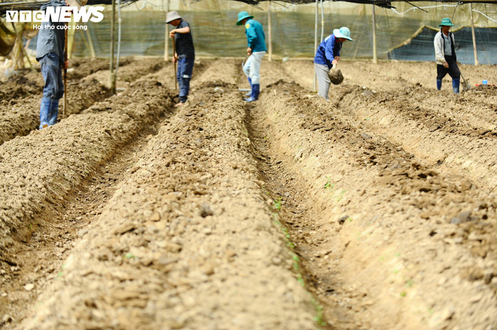 Theo thống kê sơ bộ, trong đợt mưa lũ 19/11 vừa qua, riêng xã Ka Đô có hơn 500 ha hoa màu bị ngập úng hoặc cuốn trôi hoàn toàn; hơn 30 ha nhà lưới bị lũ cuốn, gần 10 ha nhà kính bị hư hỏng. Tổng thiệt hại ước tính gần 500 tỷ đồng về sản xuất nông nghiệp, nhà cửa và hạ tầng giao thông.