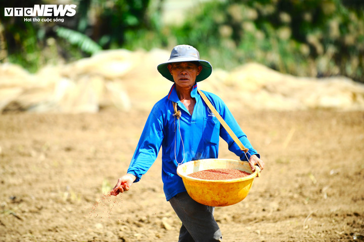 Những hạt mầm được gieo trên cánh đồng quen thuộc sau lũ.