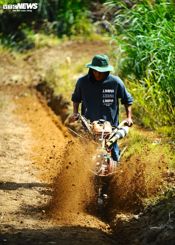 Máy cày được huy động để đánh và ngào đất thật tơi trước khi xuống giống.