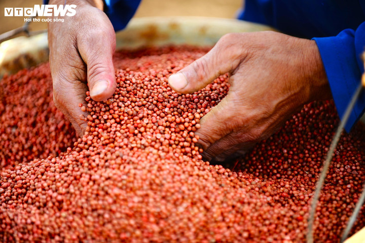 Những hạt giống sẵn sàng cho mùa vụ mới.