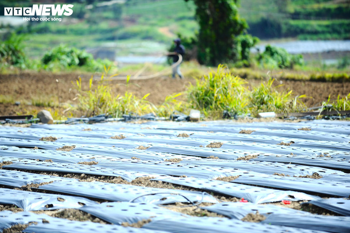 Một vườn rau vừa được phủ bạt lên để chuẩn bị xuống giống tại xã Ka Đô.