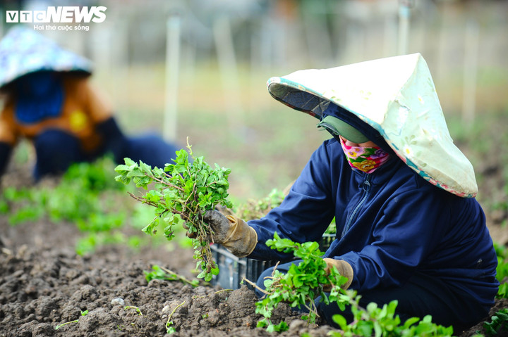 Dưới cái nắng gay gắt, những người phụ nữ hối hả lao động.