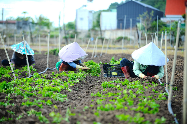 Màu xanh tươi tốt dần hiện diện trên những khu vườn hoang tàn do lũ lụt cuối tháng 11 vừa qua gây ra.