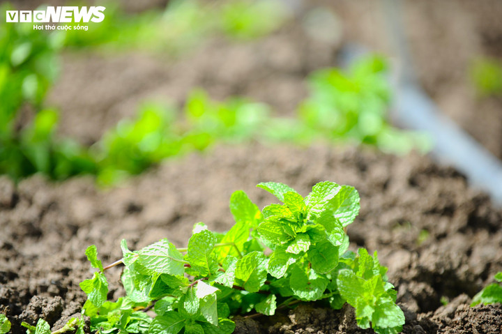 Những mầm cây dần hiện lên xanh tốt mang đến hi vọng về sự hồi sinh vùng rau lớn nhất Lâm Đồng cho bà con nông dân sau lũ lụt lịch sử.