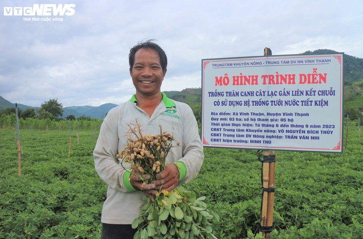 Đậu phộng đã trở thành cây trồng chủ lực, là chìa khóa để nông dân Đông Gia Lai thoát nghèo, hướng tới xây dựng chuỗi sản phẩm OCOP.