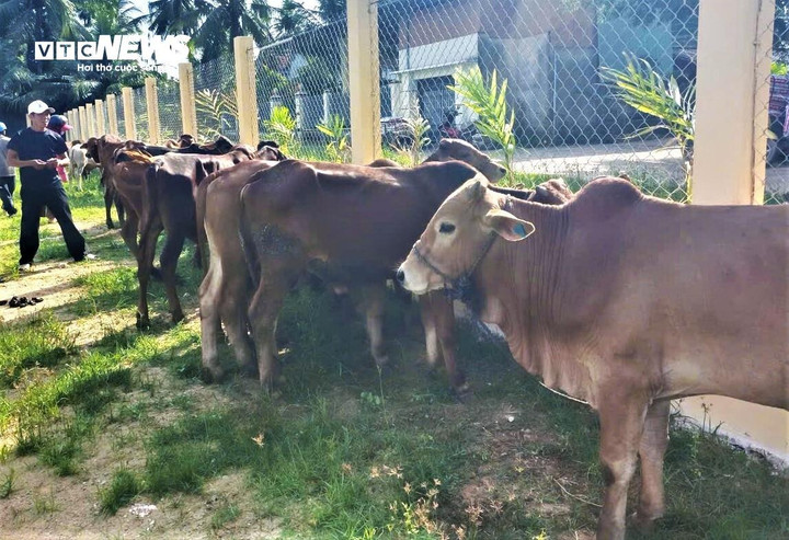 160 con bò do nhà nước hỗ trợ cho 80 hộ gia đình ghèo và cận nghèo ở các xã Hoài Ân, Ân Tường và Vạn Đức (Gia Lai).