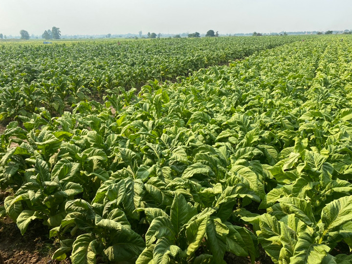 Trước những biến động của thị trường, Vinataba trong năm 2025 lựa chọn chiến lược điều hành thận trọng.