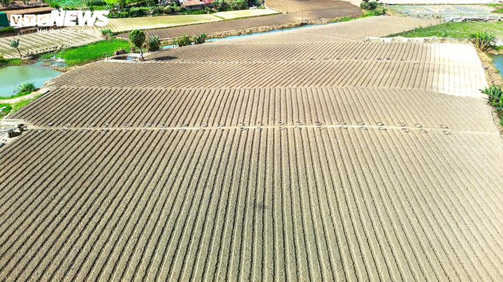 Đất đã được lên luống trên cánh đồng Ka Đô.