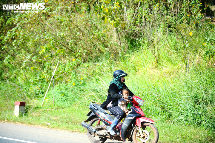 Nhiều người đi vào cao tốc, chạy ngược chiều đưa con cái theo mình tới vườn.