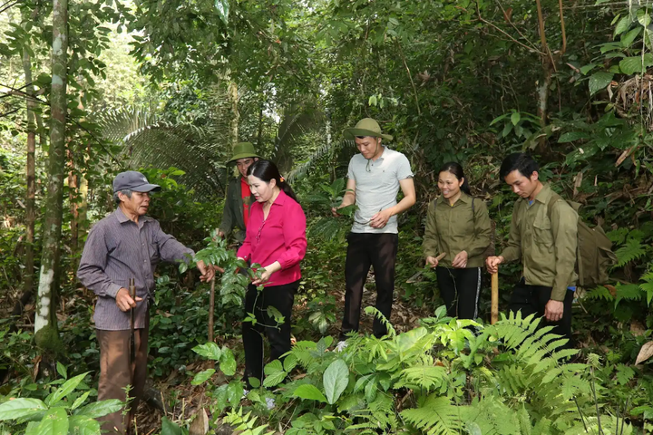 Dược sĩ, Tổng giám đốc Lê Thị Bình đến những vùng sâu vùng xa tìm dược liệu quý.